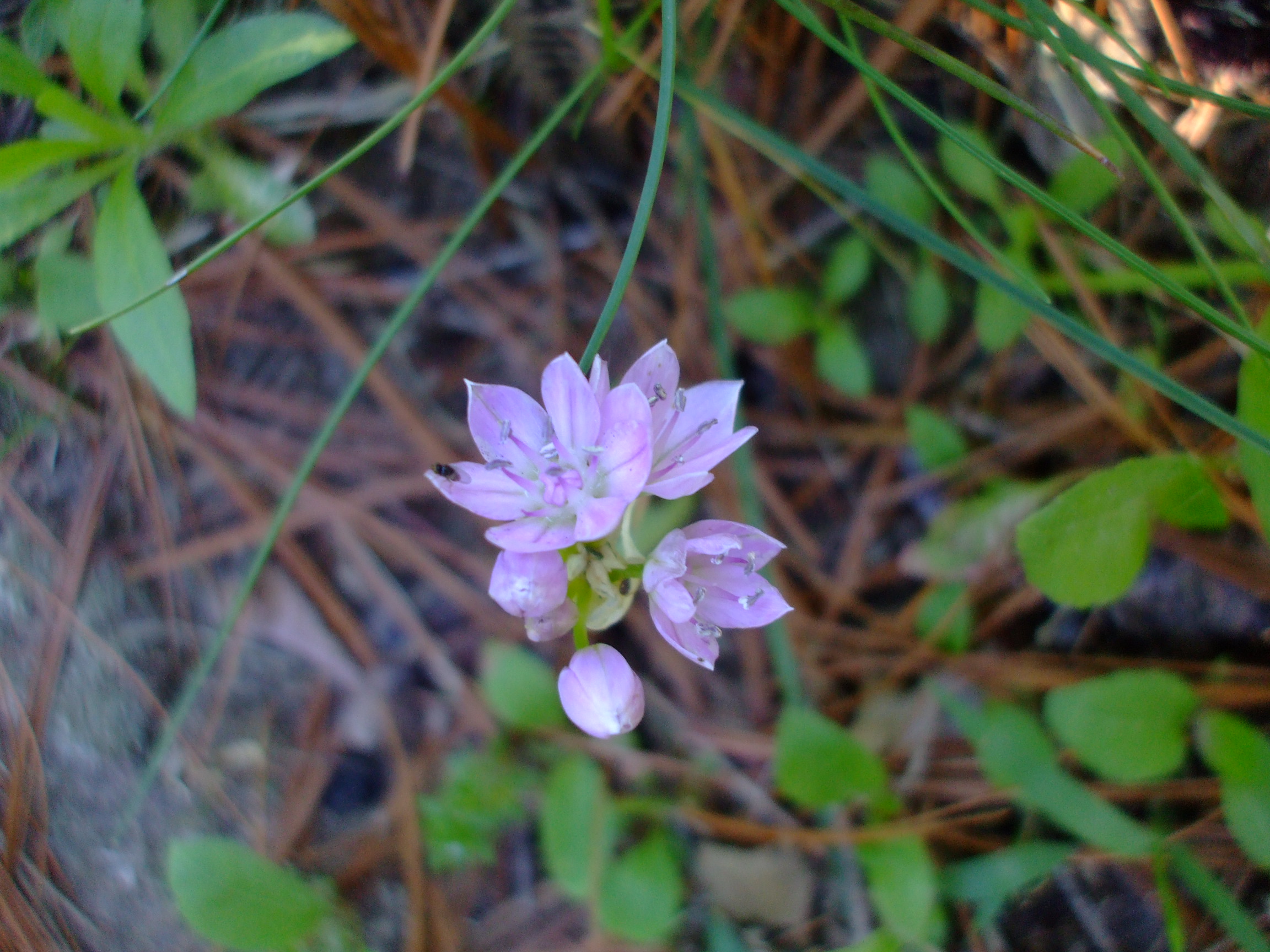 Allium unifolium